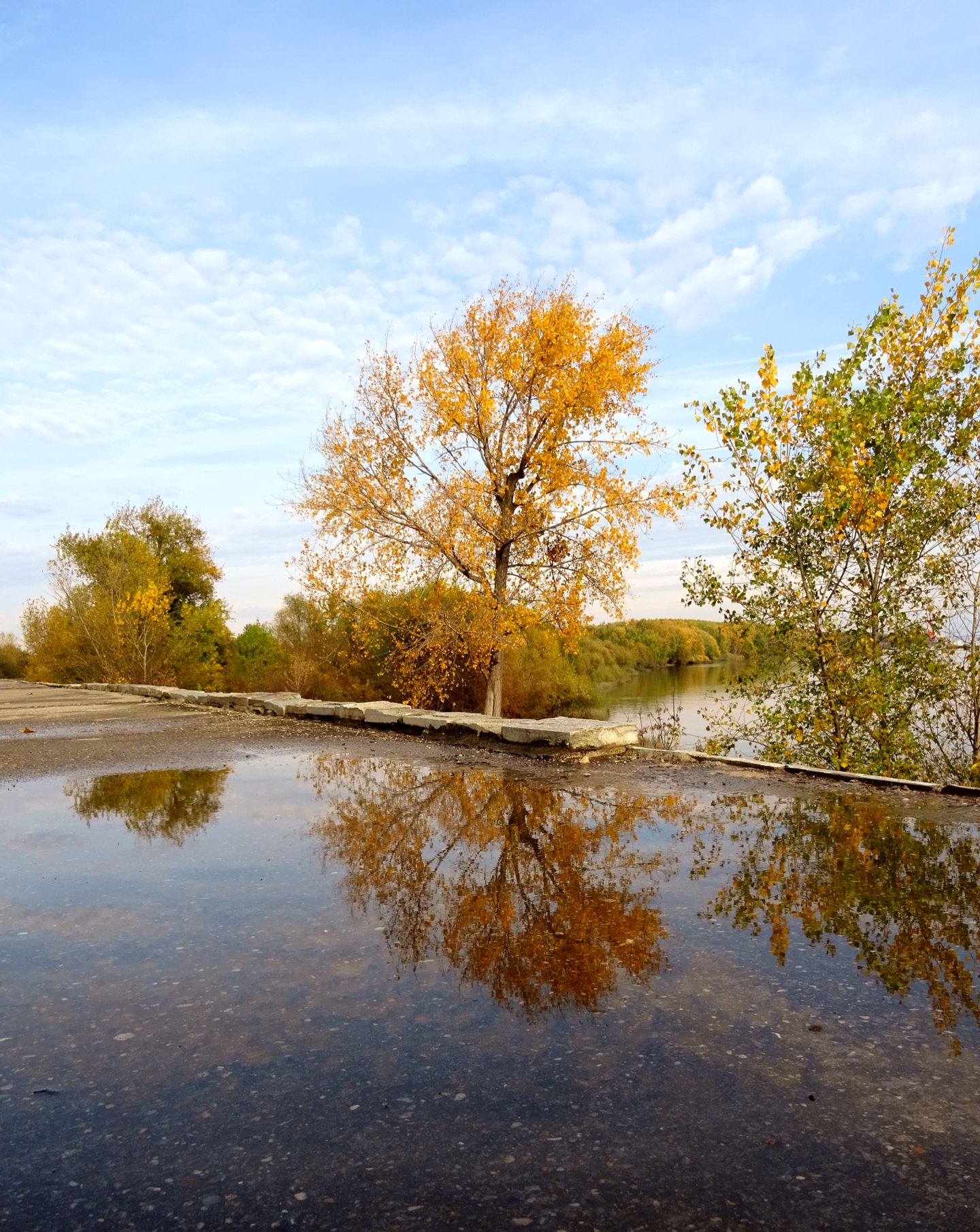 Trees reflected in the Danube River in Vidin, Bulgaria